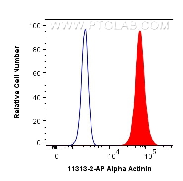 Flow cytometry (FC) experiment of A431 cells using Alpha Actinin Polyclonal antibody (11313-2-AP)