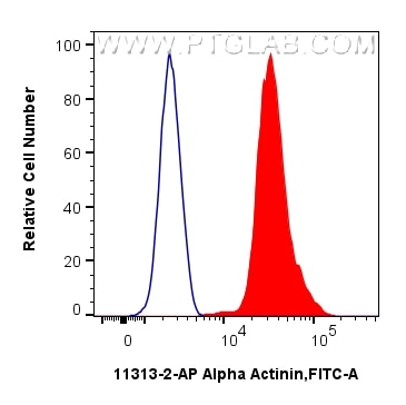 FC experiment of A431 using 11313-2-AP Flow cytometry (FC) experiment of A431 cells using Alpha Actinin Polyclonal antibody (11313-2-AP)