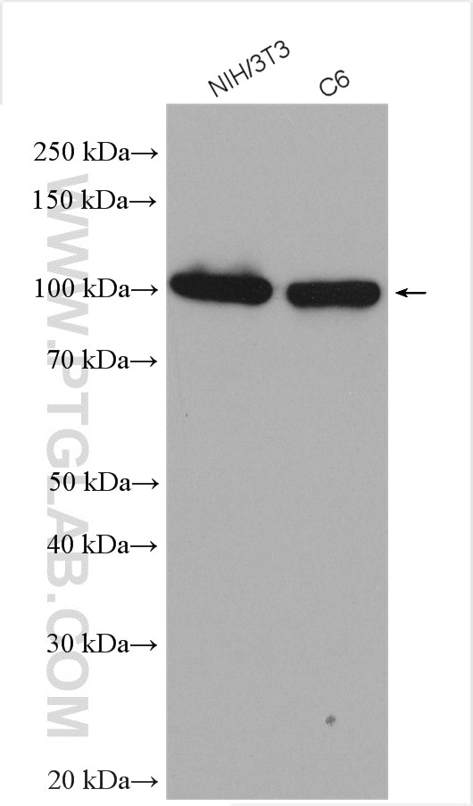 Western Blot (WB) analysis of various lysates using Alpha Actinin Polyclonal antibody (11313-2-AP)