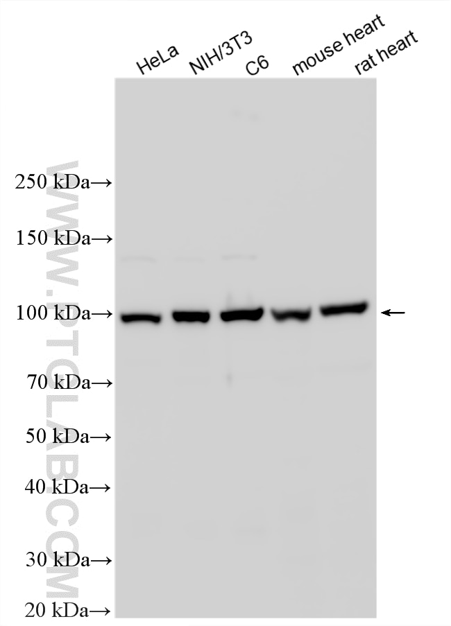 Various lysates were subjected to SDS PAGE followed by western blot with 11313-2-AP (Alpha Actinin antibody) at dilution of 1:20000 incubated at room temperature for 1.5 hours. Western Blot (WB) analysis of various lysates using Alpha Actinin Polyclonal antibody (11313-2-AP)