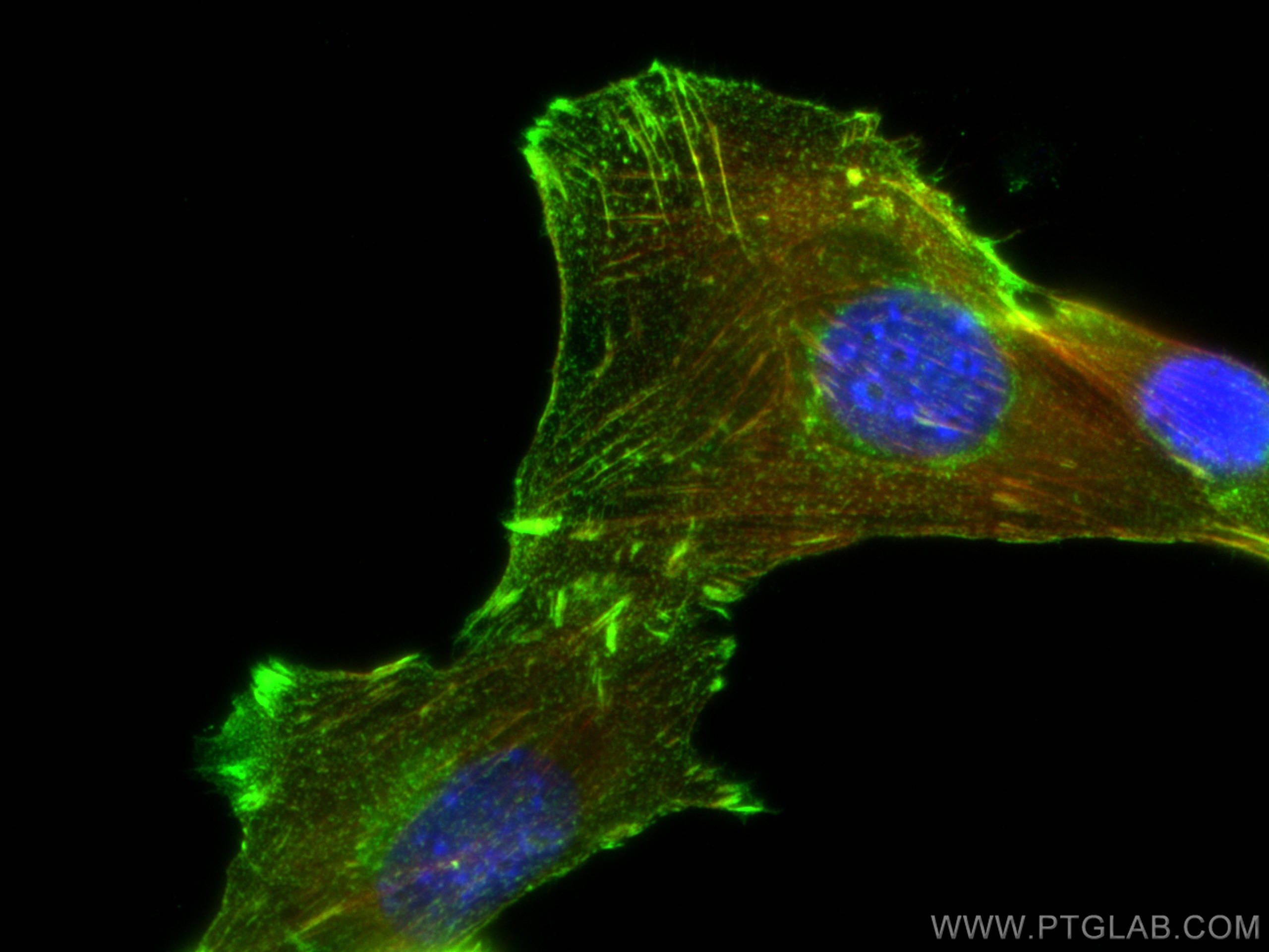 IF Staining of C2C12 using 14221-1-AP