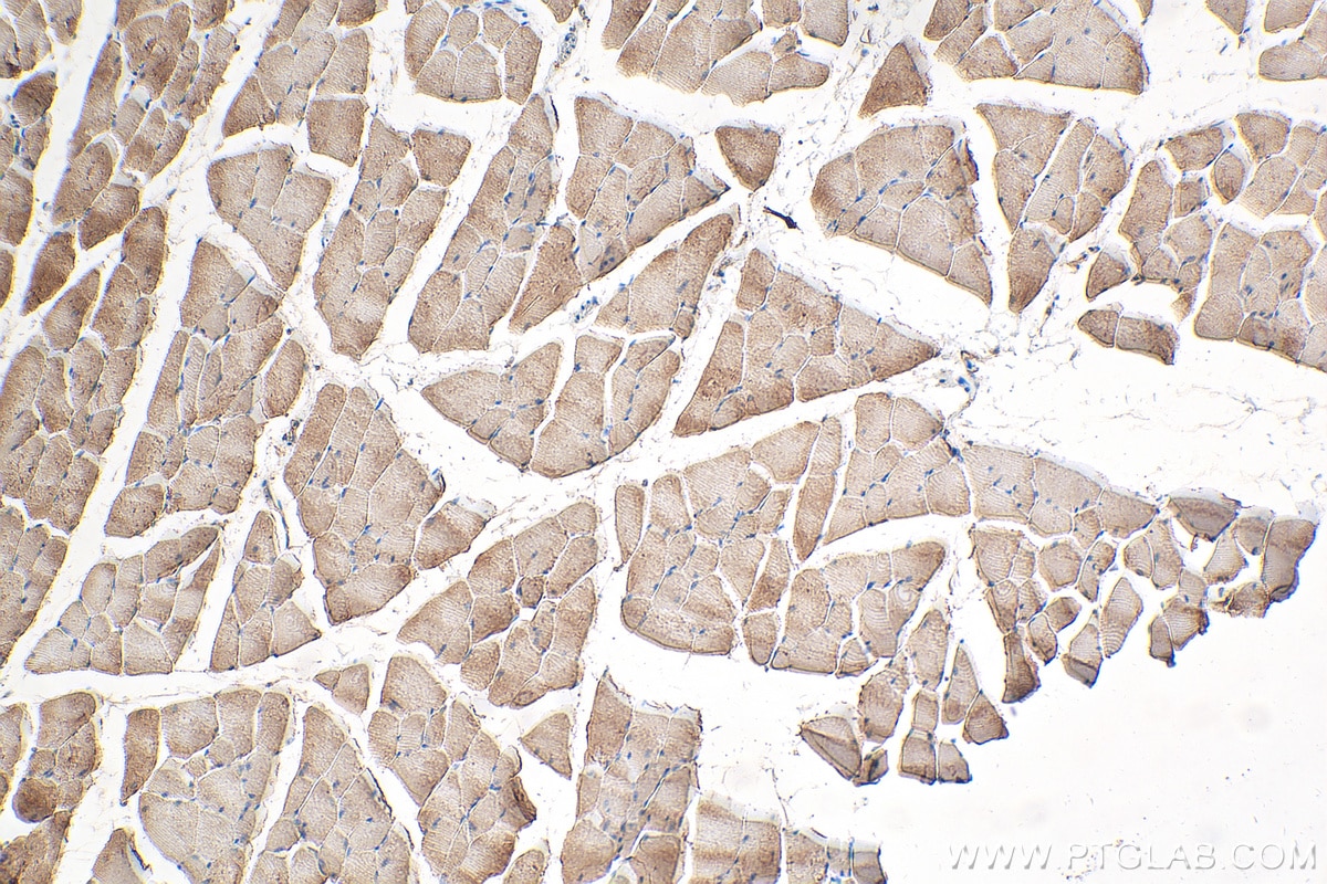 IHC staining of mouse skeletal muscle using 14221-1-AP