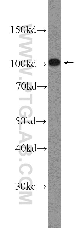 WB analysis of mouse skeletal muscle using 14221-1-AP