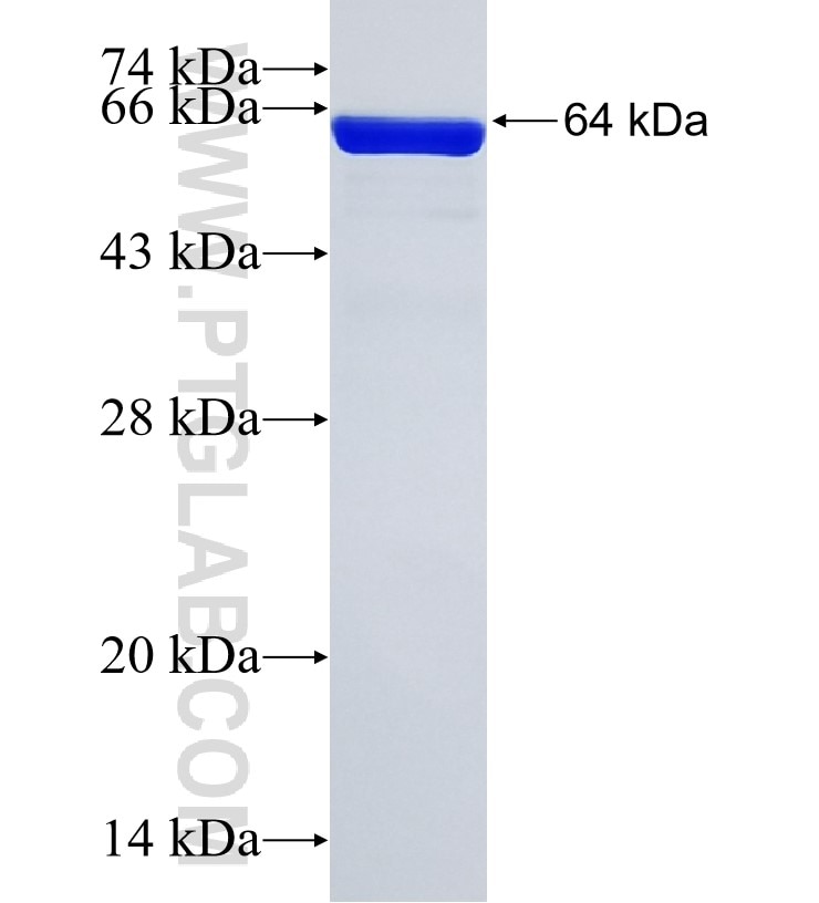 ACTN2 fusion protein Ag5459 SDS-PAGE