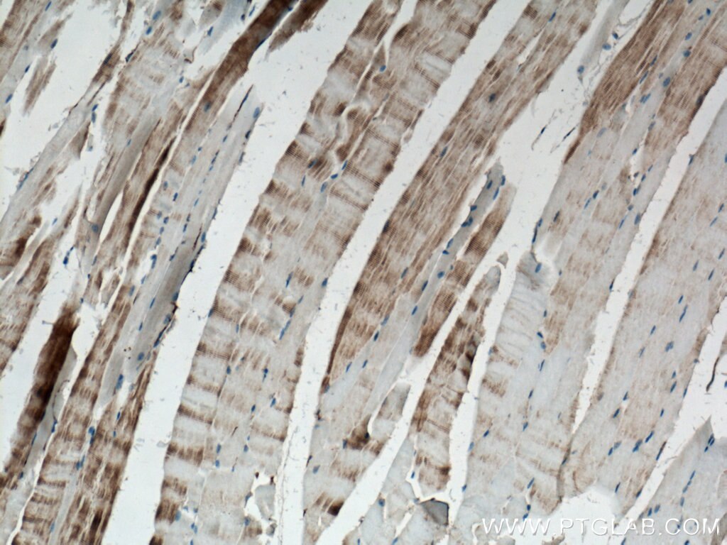 IHC staining of mouse skeletal muscle using 24378-1-AP