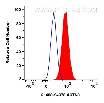 Flow cytometry (FC) experiment of C2C12 cells using CoraLite® Plus 488-conjugated ACTN3 Polyclonal ant (CL488-24378)