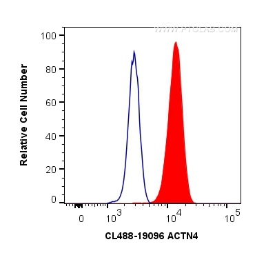 Flow cytometry (FC) experiment of HeLa cells using CoraLite® Plus 488-conjugated ACTN4 Polyclonal ant (CL488-19096)
