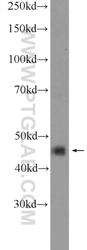 Western Blot (WB) analysis of mouse brain tissue using ACTR10 Polyclonal antibody (20101-1-AP)