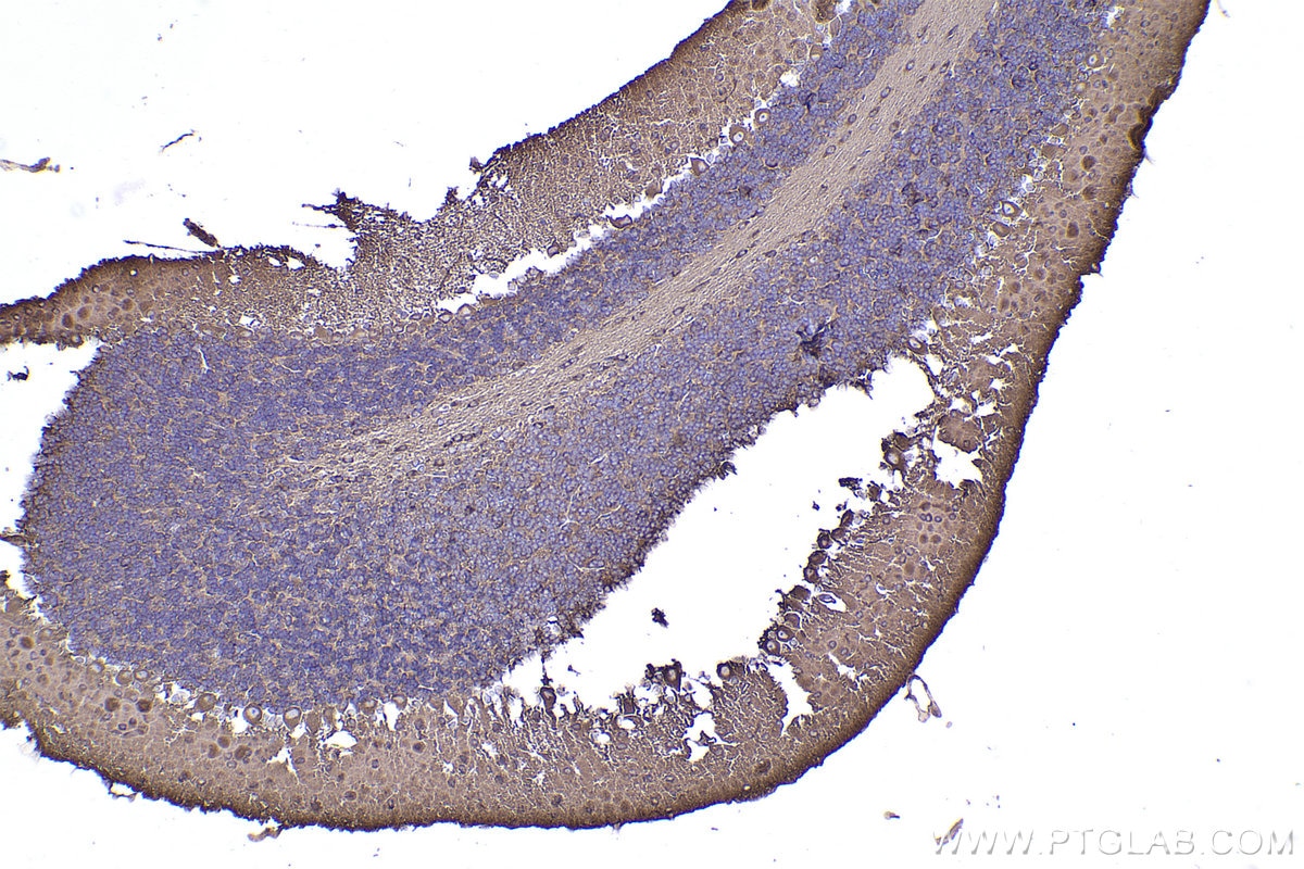 Immunohistochemistry (IHC) staining of mouse cerebellum tissue using ACTR1A Polyclonal antibody (10357-1-AP)