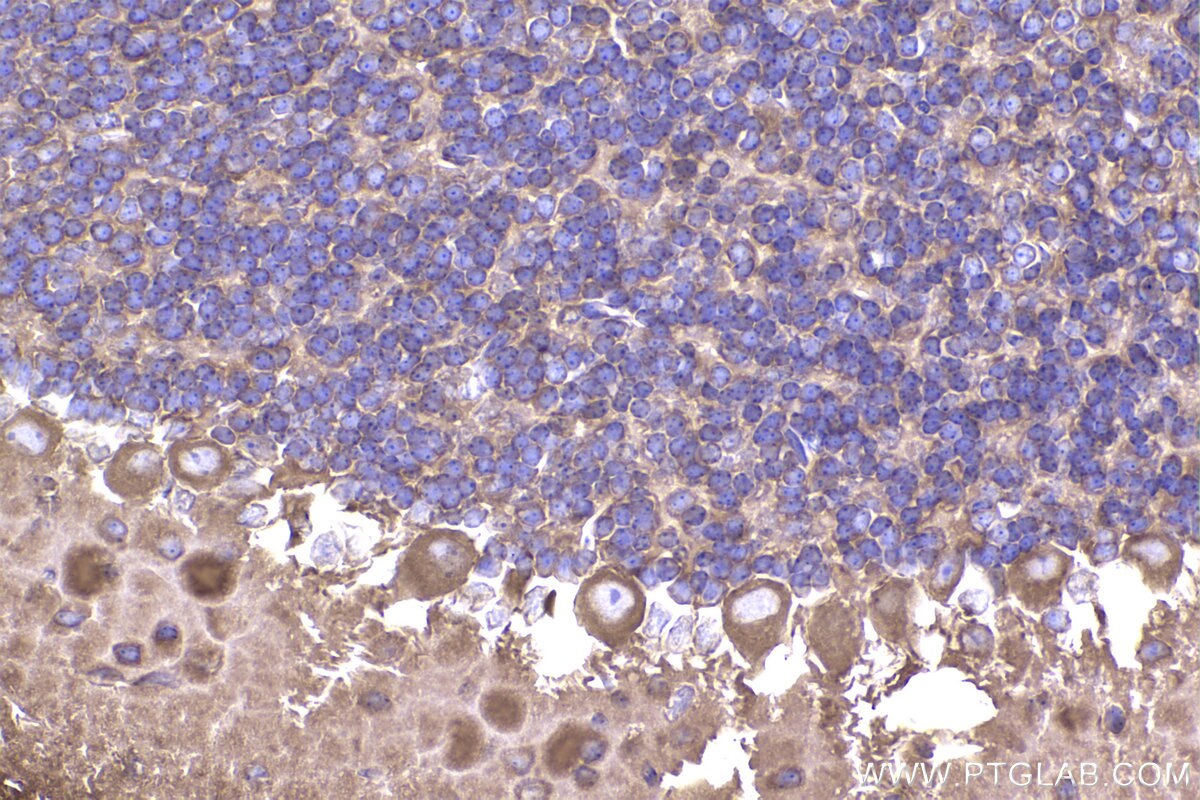 Immunohistochemistry (IHC) staining of mouse cerebellum tissue using ACTR1A Polyclonal antibody (10357-1-AP)