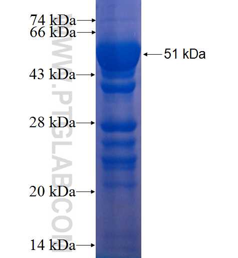 ACTR1A fusion protein Ag0381 SDS-PAGE