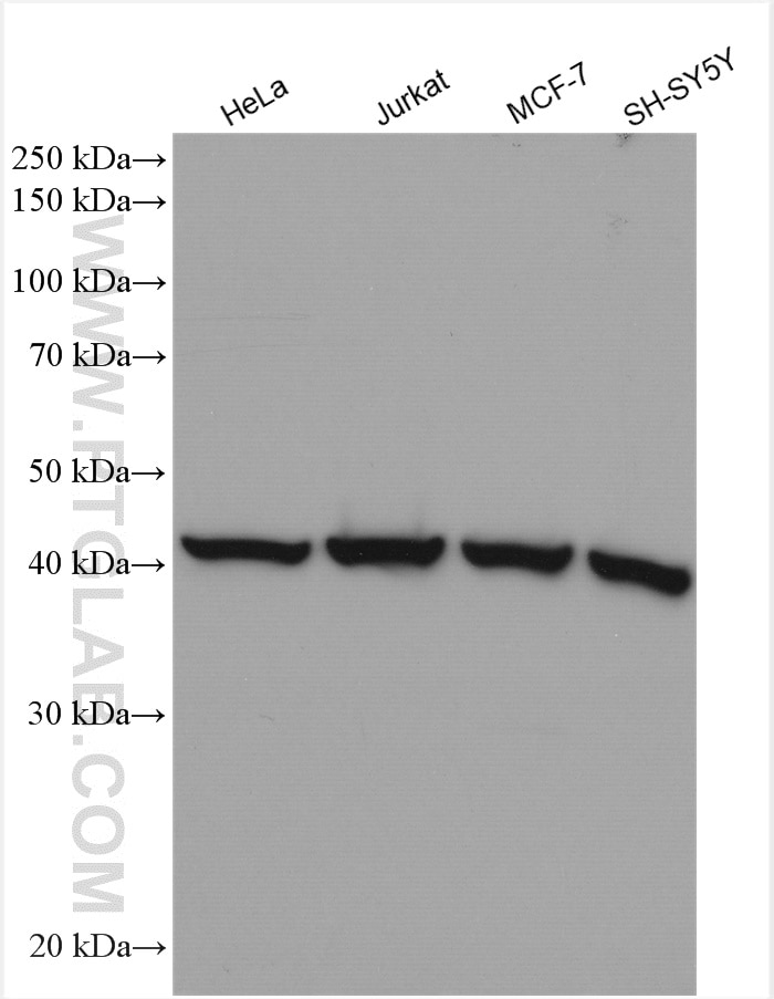 Western Blot (WB) analysis of various lysates using ARP2 Polyclonal antibody (10922-1-AP)