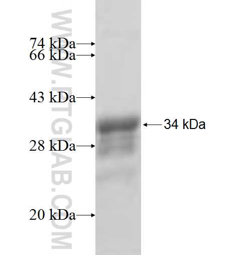 ACTR3 fusion protein Ag5017 SDS-PAGE