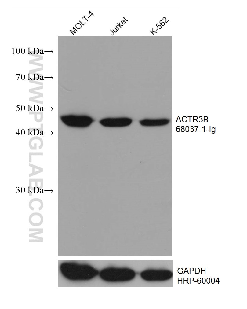 Western Blot (WB) analysis of various lysates using ACTR3B Monoclonal antibody (68037-1-Ig)