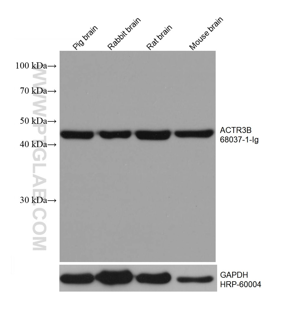 Western Blot (WB) analysis of various lysates using ACTR3B Monoclonal antibody (68037-1-Ig)