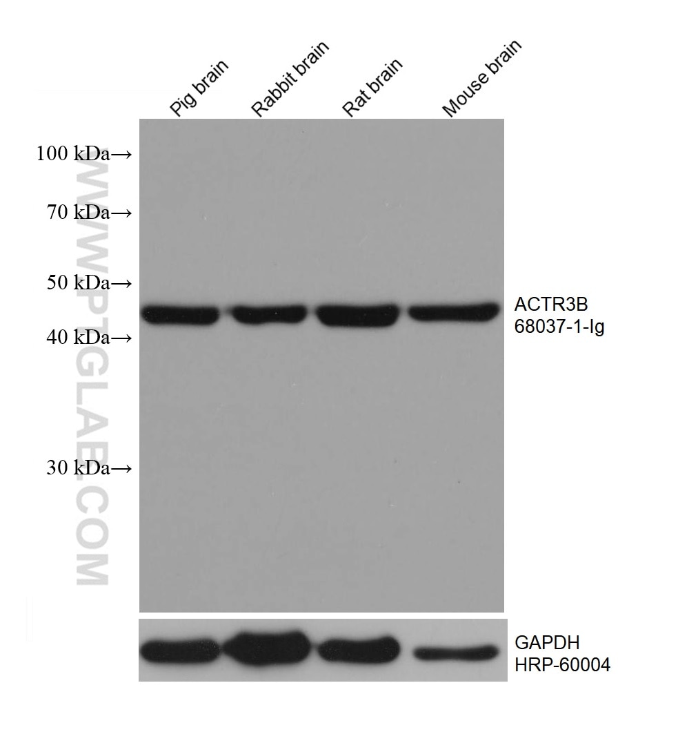 WB analysis using 68037-1-Ig