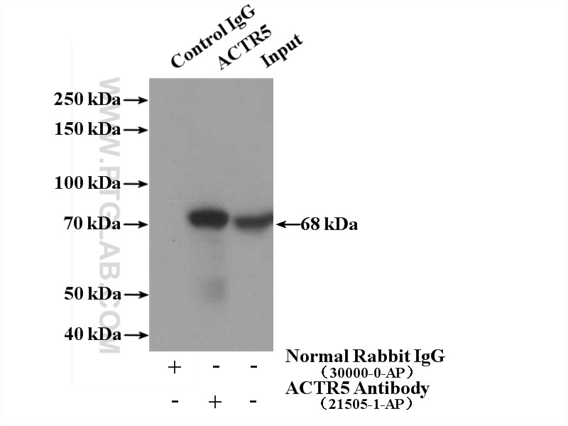 Immunoprecipitation (IP) experiment of HEK-293 cells using Arp5/ACTR5 Polyclonal antibody (21505-1-AP)