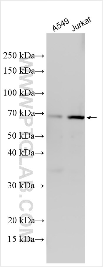 Western Blot (WB) analysis of various lysates using ACTR8 Polyclonal antibody (17334-1-AP)