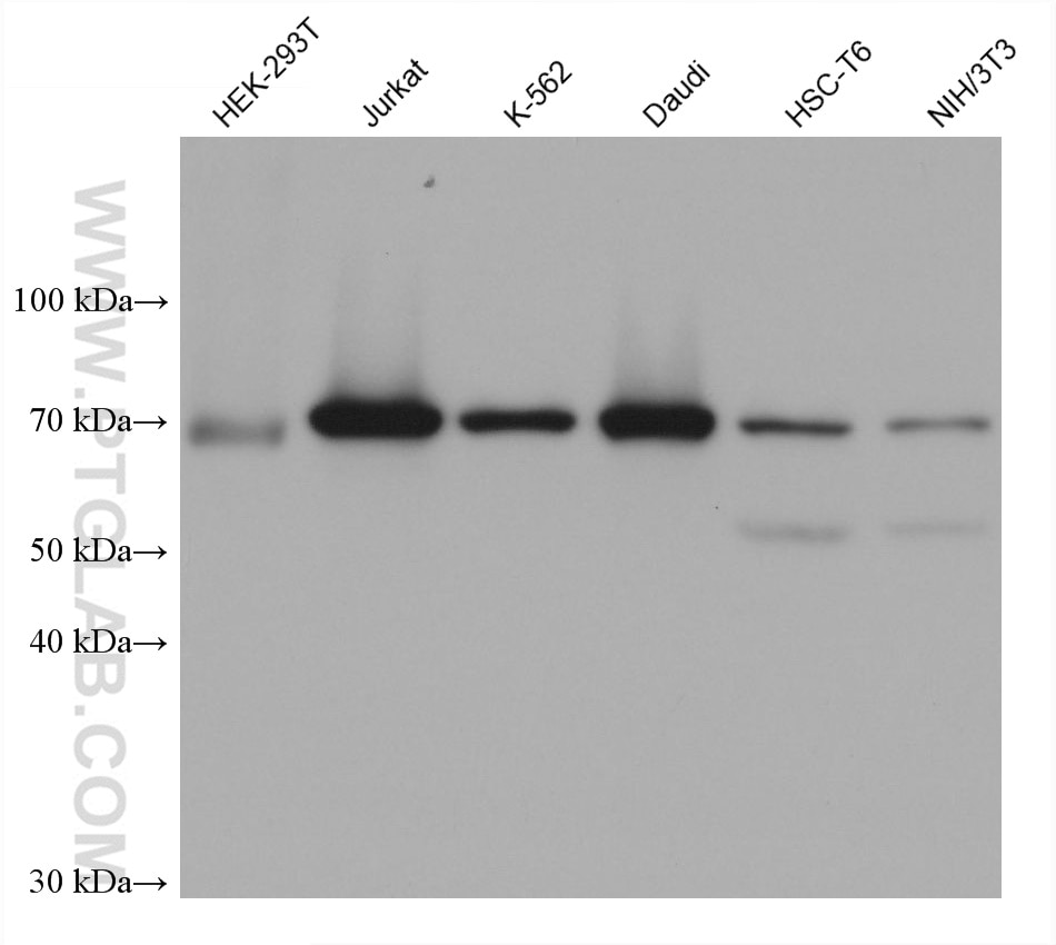 Western Blot (WB) analysis of various lysates using ACTR8 Monoclonal antibody (68784-1-Ig)