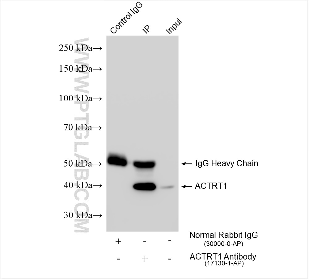 Immunoprecipitation (IP) experiment of mouse testis tissue using ACTRT1 Polyclonal antibody (17130-1-AP)