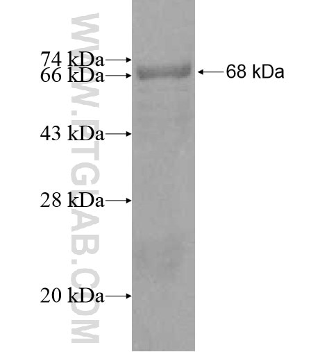 ACTRT1 fusion protein Ag10874 SDS-PAGE