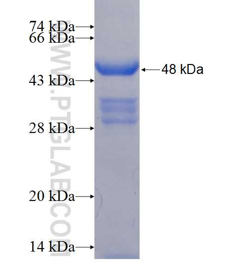 ACTRT2 fusion protein Ag11018 SDS-PAGE