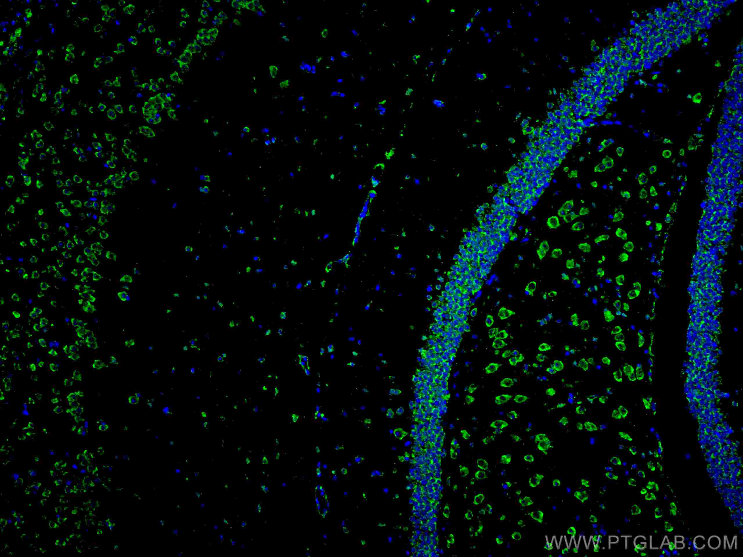 IF Staining of mouse brain using CL488-67417