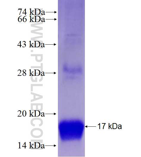 ACVR1 fusion protein Ag27954 SDS-PAGE