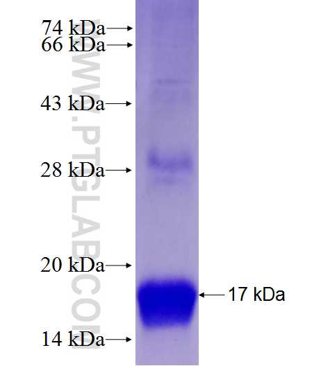 ACVR1 fusion protein Ag27954 SDS-PAGE