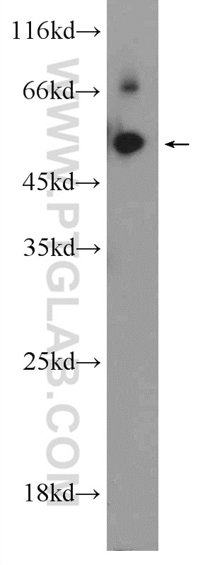 WB analysis of HepG2 using 10086-1-AP