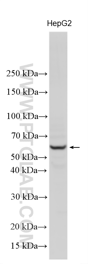 Western Blot (WB) analysis of various lysates using ACVR1B Polyclonal antibody (10086-1-AP)