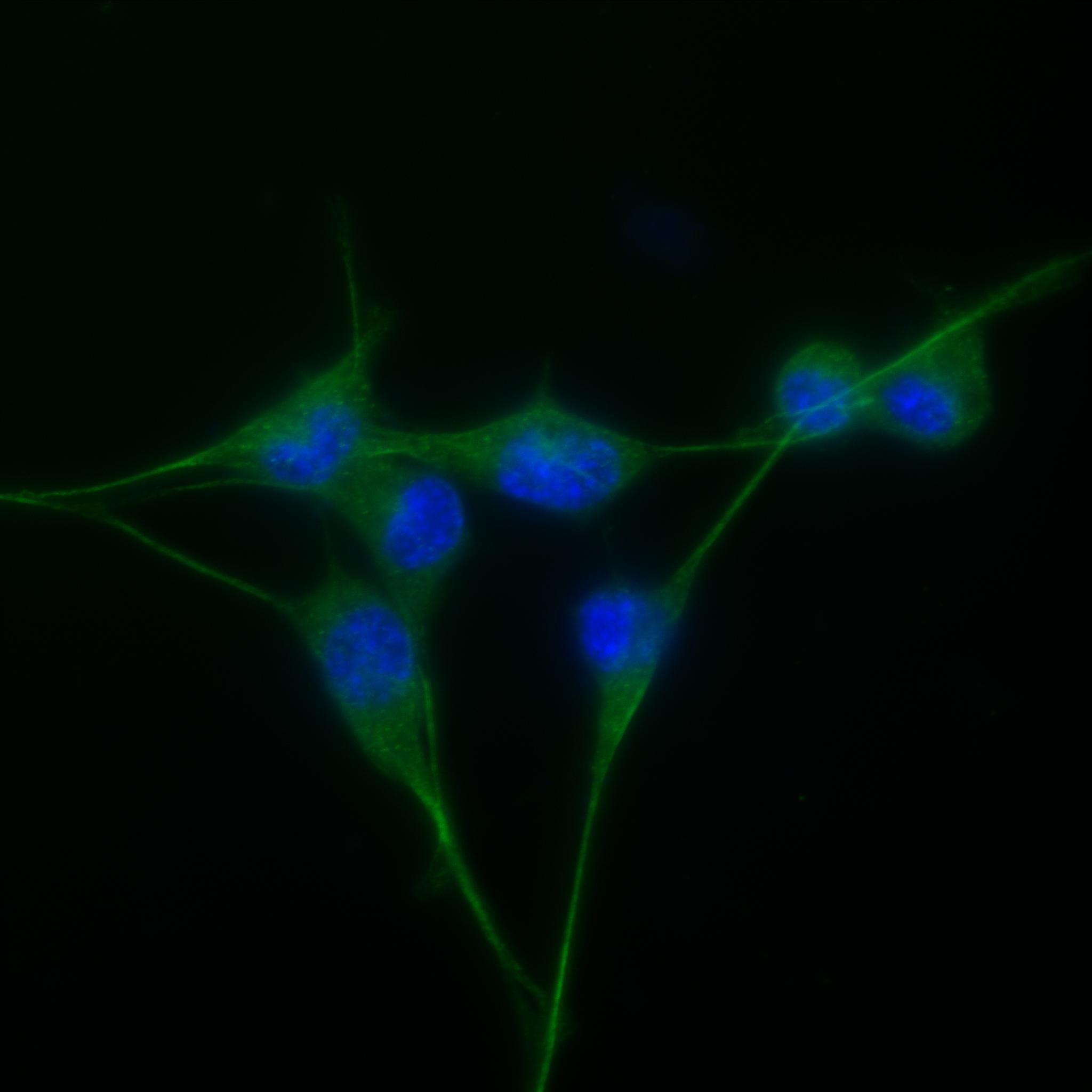 Immunofluorescence (IF) / fluorescent staining of NIH/3T3 cells using ACVR1B Recombinant antibody (83026-5-RR)