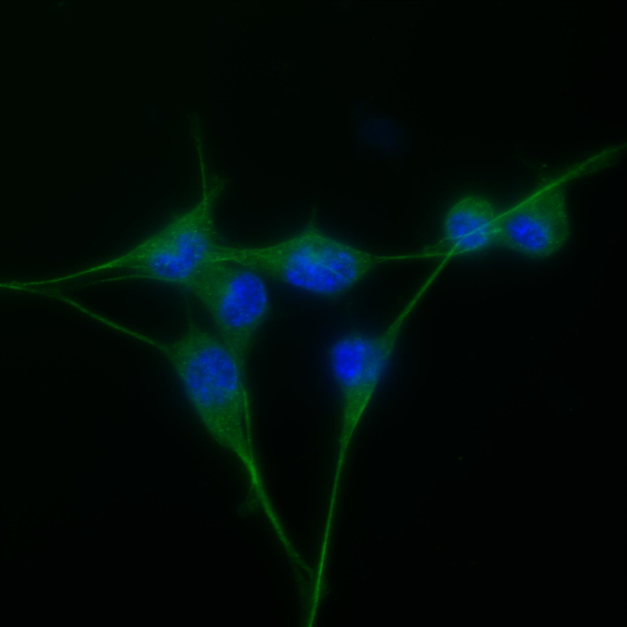 Immunofluorescence (IF) / fluorescent staining of NIH/3T3 cells using ACVR1B Recombinant antibody (83026-5-RR)