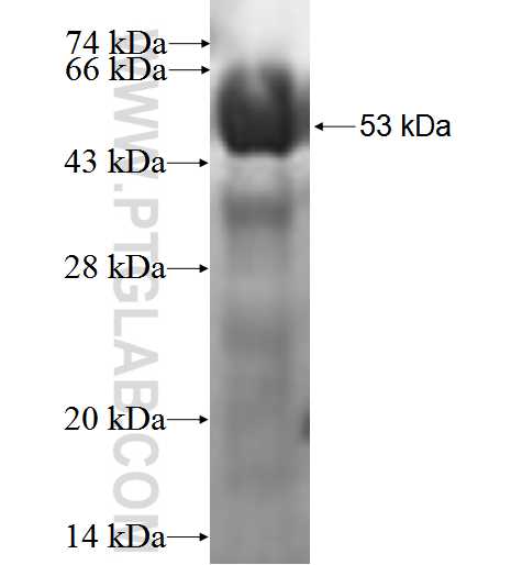 ACVR1B fusion protein Ag0129 SDS-PAGE