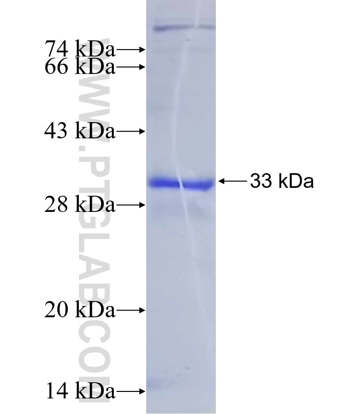 ACVR1B fusion protein Ag13506 SDS-PAGE