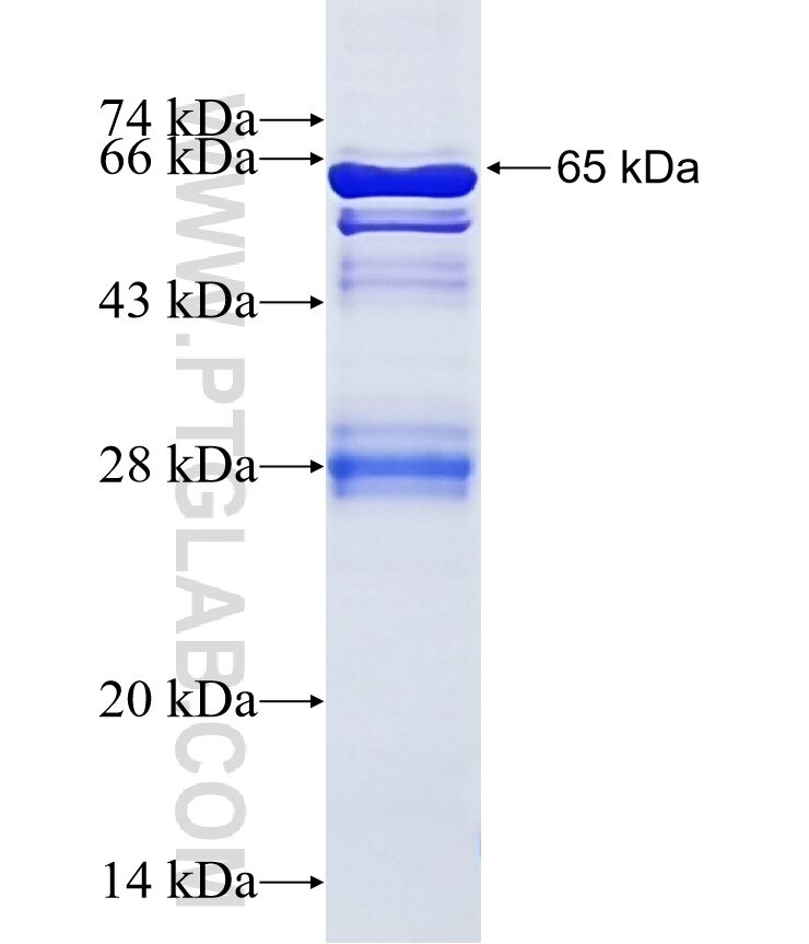 ACVR2A fusion protein Ag12797 SDS-PAGE