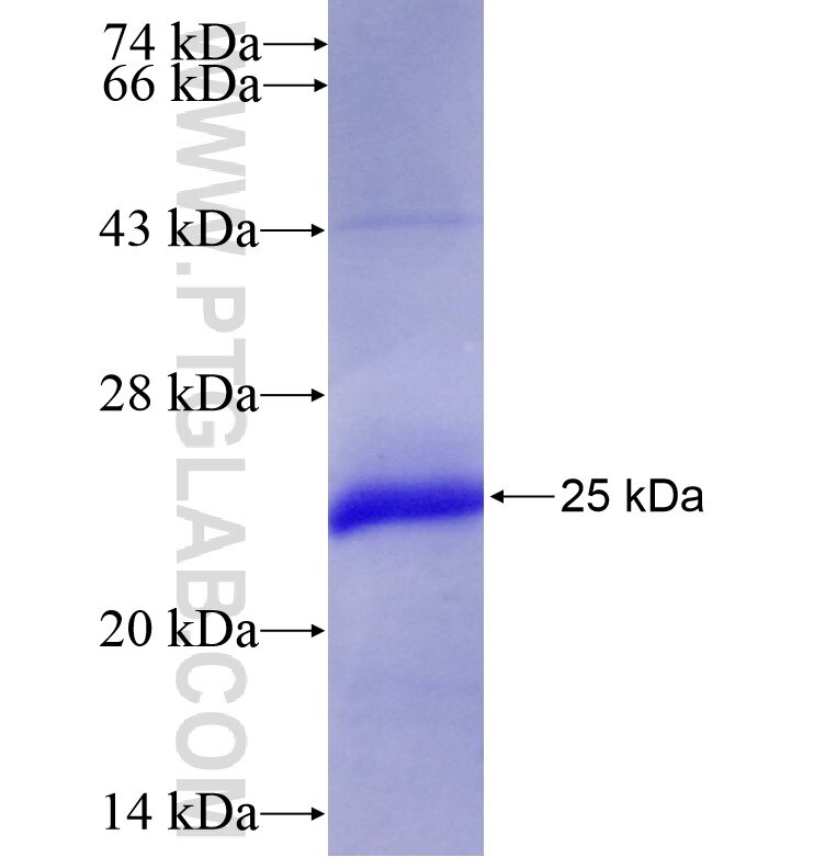 ACVR2B fusion protein Ag16744 SDS-PAGE