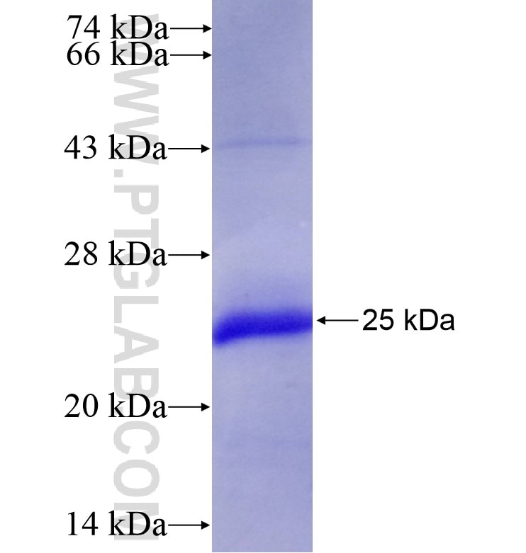 ACVR2B fusion protein Ag16744 SDS-PAGE