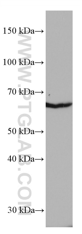 WB analysis of Jurkat using 66857-1-Ig