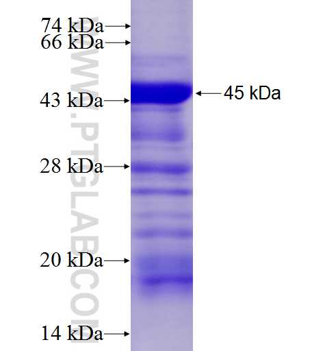 ACVRL1 fusion protein Ag6446 SDS-PAGE