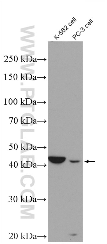 Western Blot (WB) analysis of various lysates using Aminoacylase 1 Polyclonal antibody (11316-1-AP)