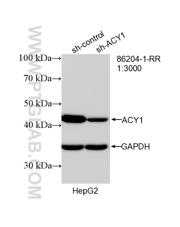 WB analysis of HepG2 using 86204-1-RR (same clone as 86204-1-PBS) Western Blot (WB) analysis of HepG2 cells using ACY1 Recombinant monoclonal antibody (86204-1-RR)