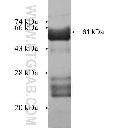 ACY3 fusion protein Ag10220 SDS-PAGE