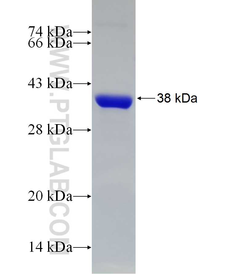 ACY3 fusion protein Ag10234 SDS-PAGE