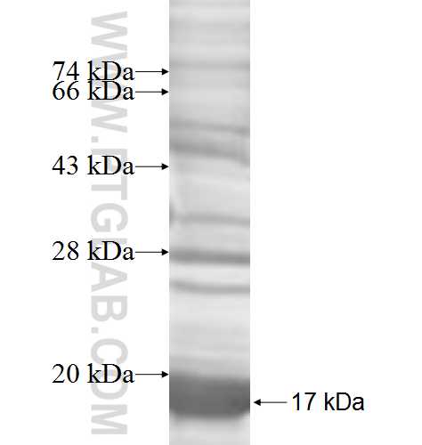 ACYP2 fusion protein Ag8288 SDS-PAGE