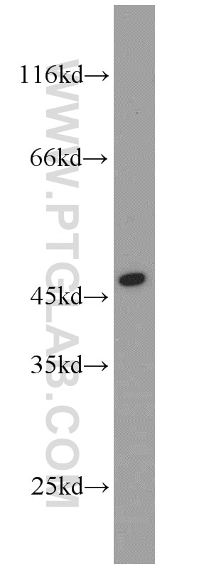 Western Blot (WB) analysis of Sp2/0 cells using ADA Polyclonal antibody (13328-1-AP)