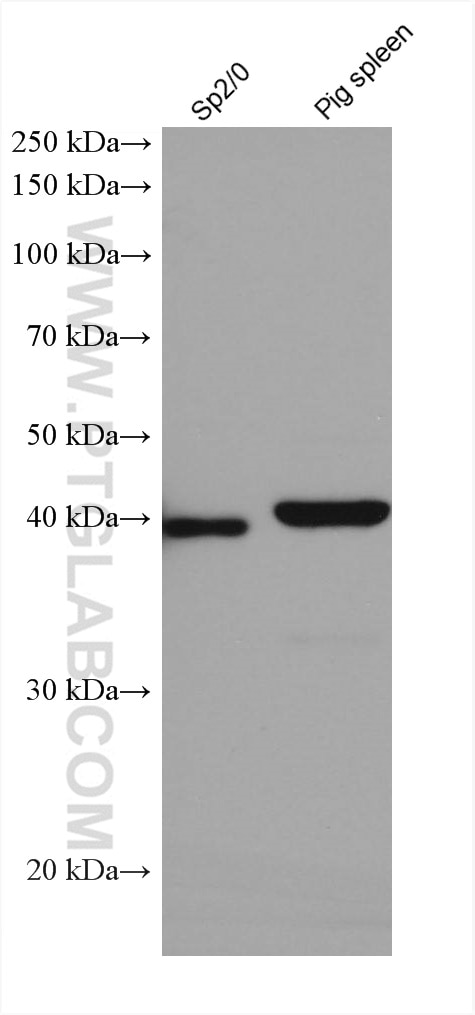 Western Blot (WB) analysis of various lysates using ADA Monoclonal antibody (67870-1-Ig)