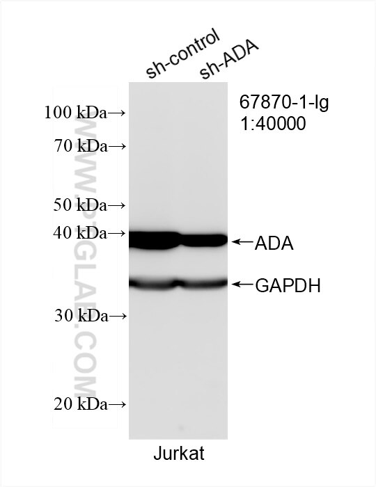 WB analysis of Jurkat using 67870-1-Ig