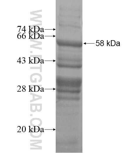 ADAL fusion protein Ag12114 SDS-PAGE