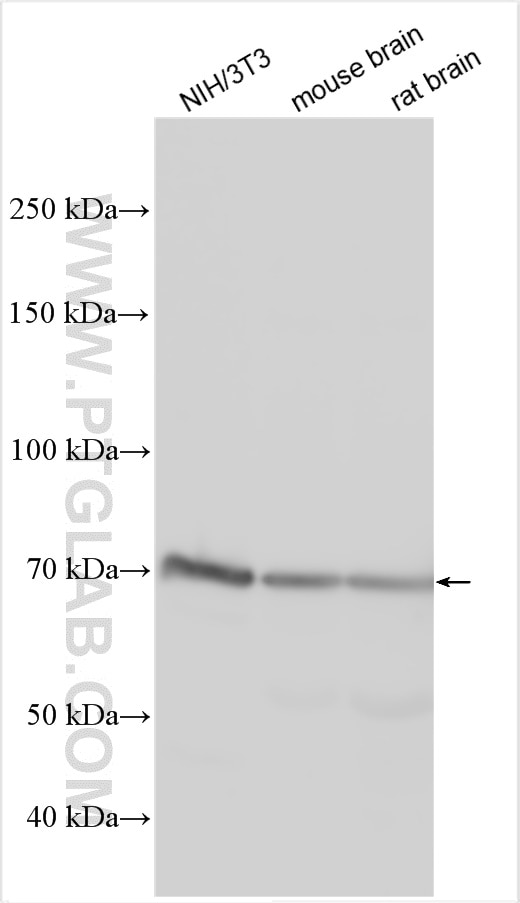 Western Blot (WB) analysis of various lysates using ADAM10 Polyclonal antibody (25900-1-AP)